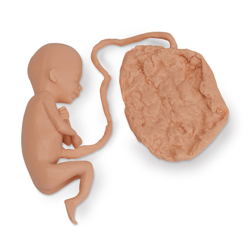 Life/form® Human Fetus Replica - 20 Week