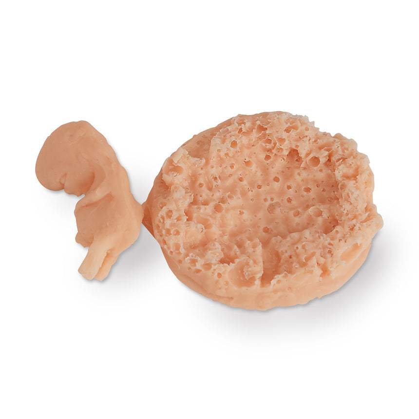 Life/form® Human Fetus Replica - 7-8 Week