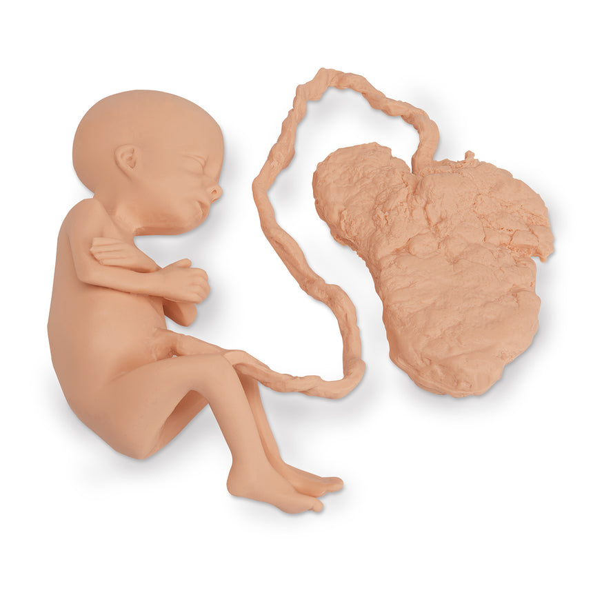 Life/form® Human Fetus Replica - 7 Month Female