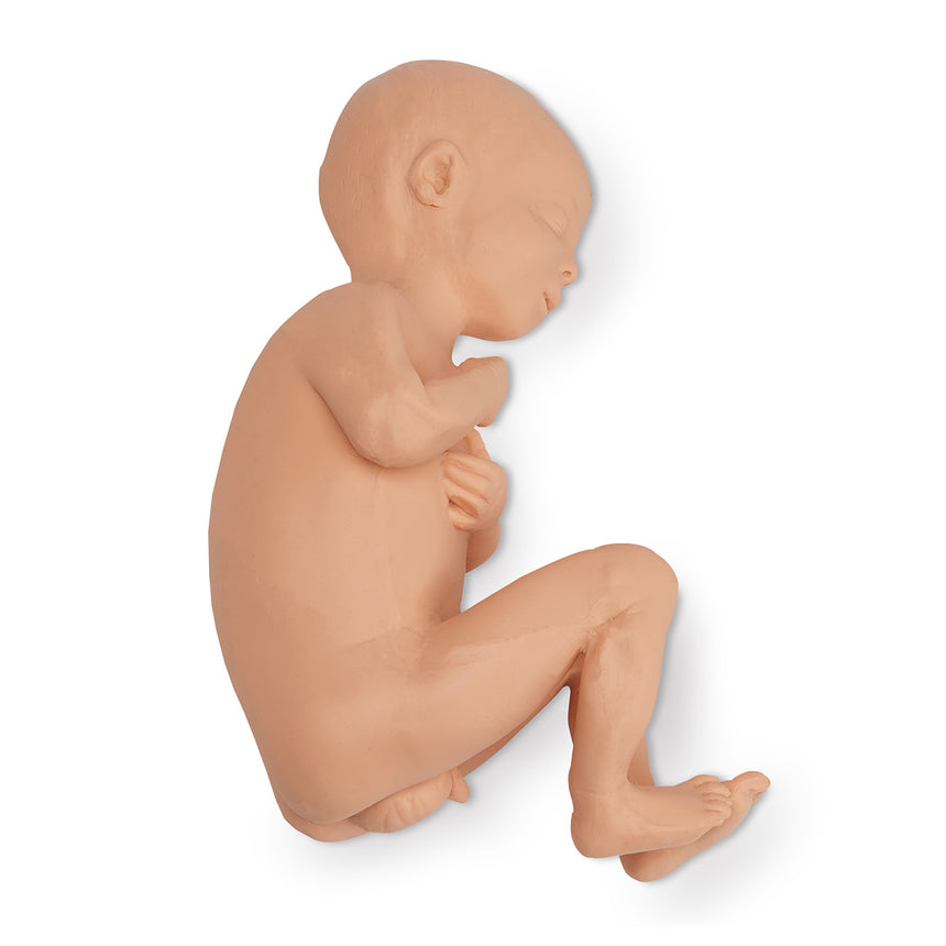 Life/form® Human Fetus Replica - Full-Term Male