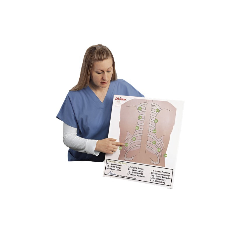 Life/form® Posterior Auscultation Practice Board Only