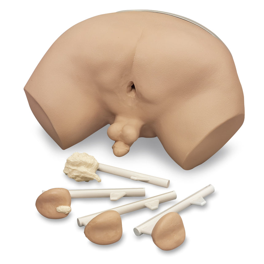 Life/form® Prostate Examination Simulator