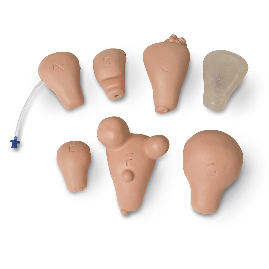 Life/form® Replacement Uterus, Set of 7