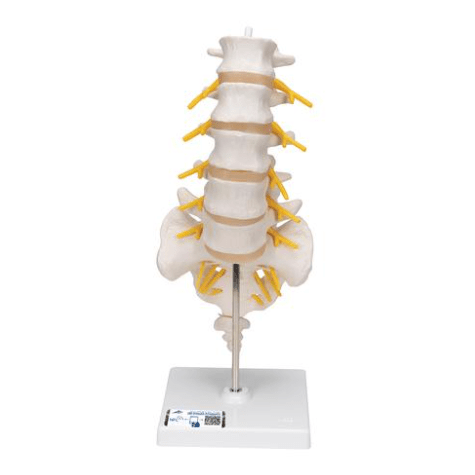 Lumbar Spinal Column