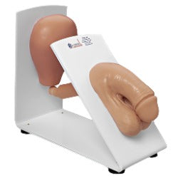 Male Catheterization Trainer