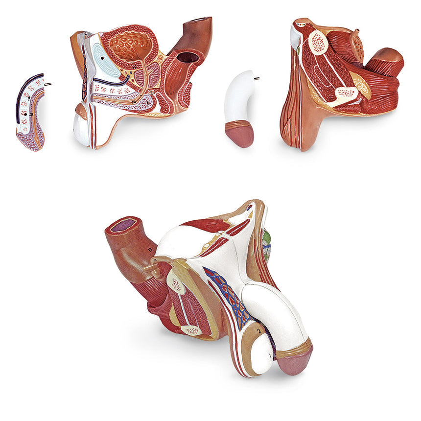 Male Genital Organs Model 4-Part