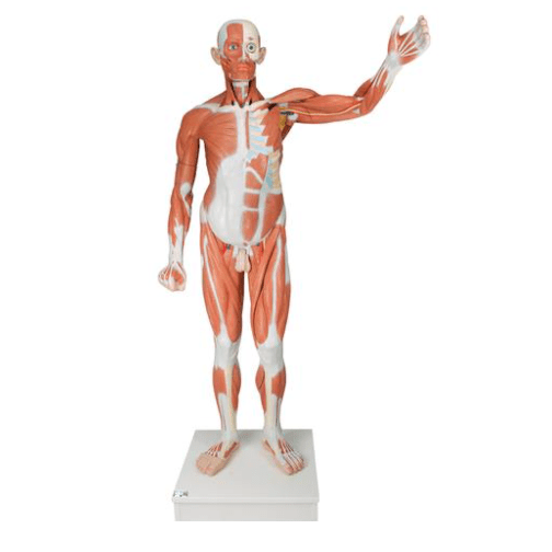 Male Muscular Anatomy Model Life-Size 37 Part