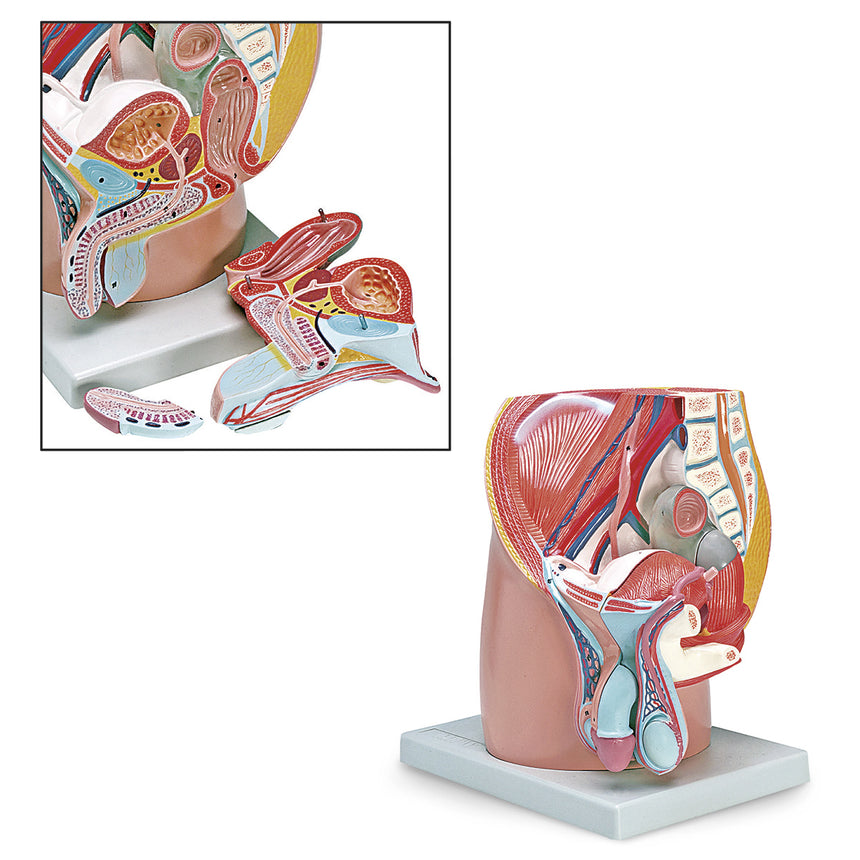 Male Pelvis Model 4-Part