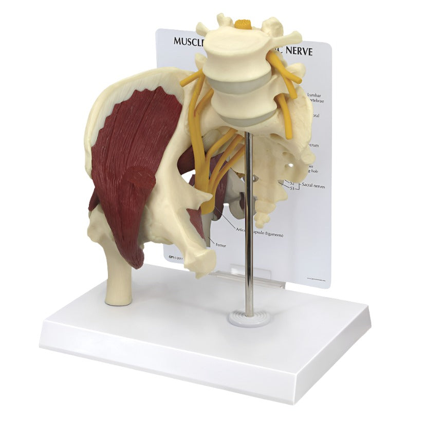 Muscled Hip with Sciatic Nerve Model