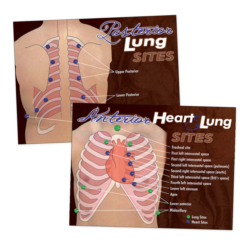 Nasco Heart & Lung Sites Visual Aids Poster Set.