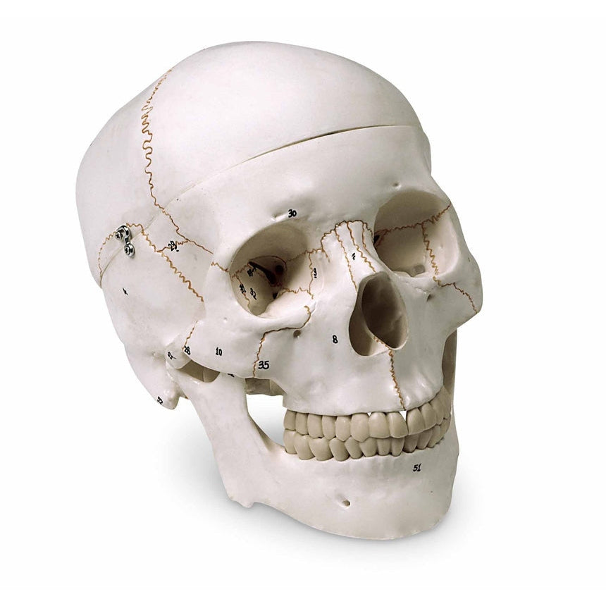  Nasco Healthcare-Numbered Skull-MedTech-1