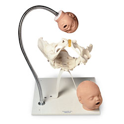 Pelvic Bone With Fetal Heads On Stand