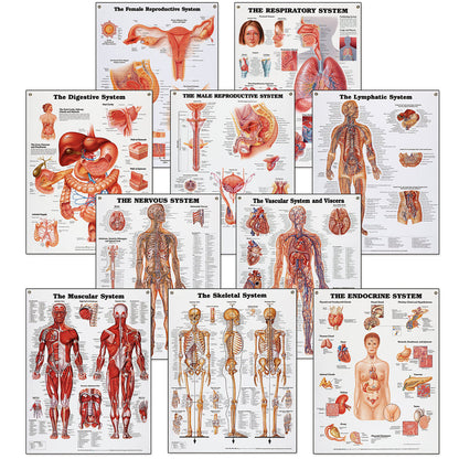 Peter Bachin Anatomical Chart Series