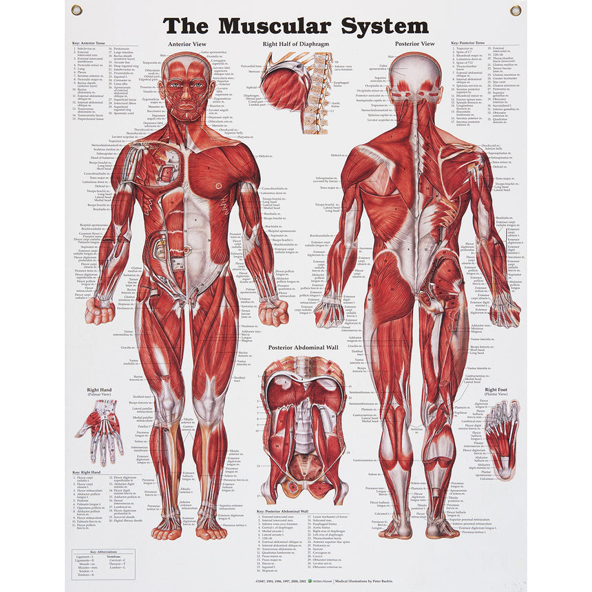 Peter Bachin Anatomical Chart Series