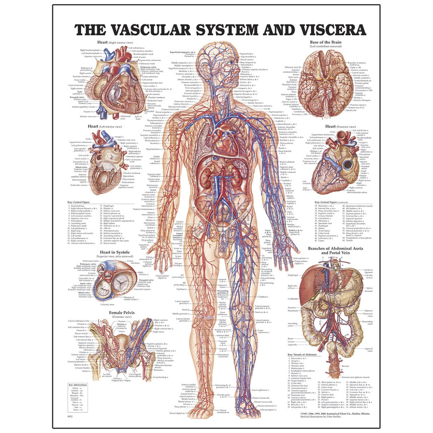 Peter Bachin Anatomical Chart Series