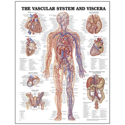 Peter Bachin Anatomical Chart Series