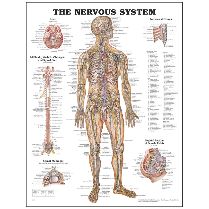 Peter Bachin Anatomical Chart Series