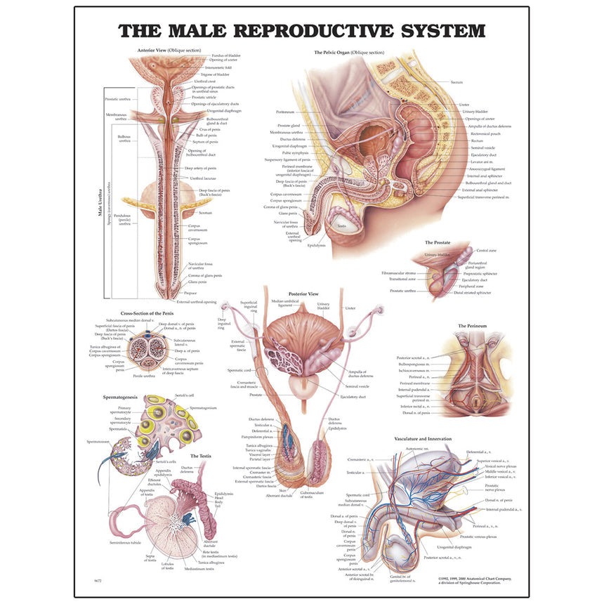 Peter Bachin Anatomical Chart Series