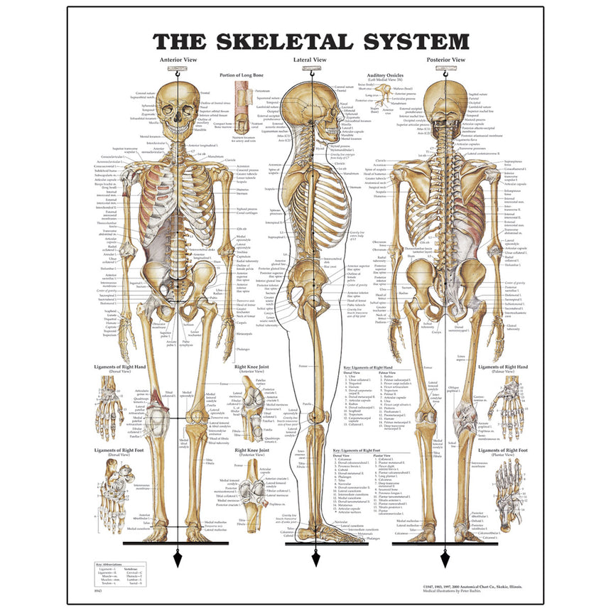 Peter Bachin Anatomical Chart Series