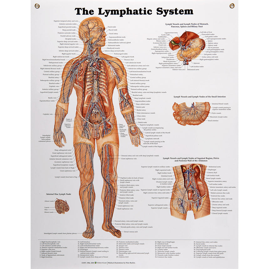 Peter Bachin Anatomical Chart Series