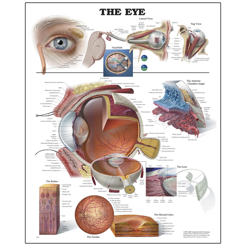 Peter Bachin Anatomical Organ/Structures Chart Series