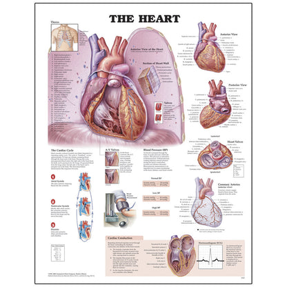 Peter Bachin Anatomical Organ/Structures Chart Series