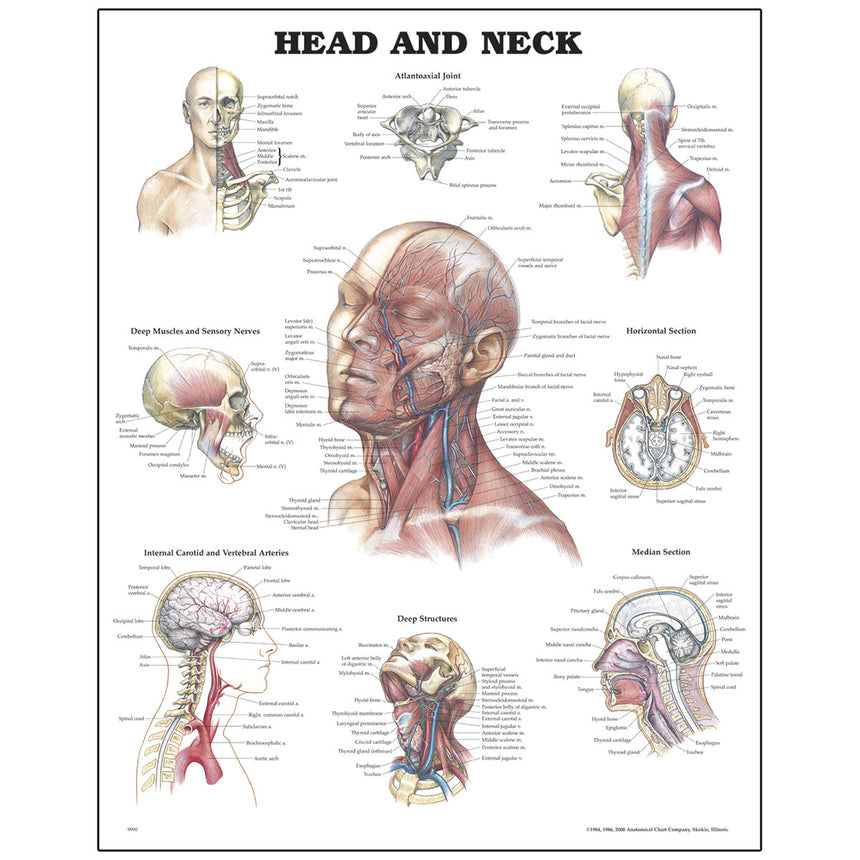 Peter Bachin Anatomical Organ/Structures Chart Series