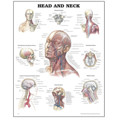 Peter Bachin Anatomical Organ/Structures Chart Series