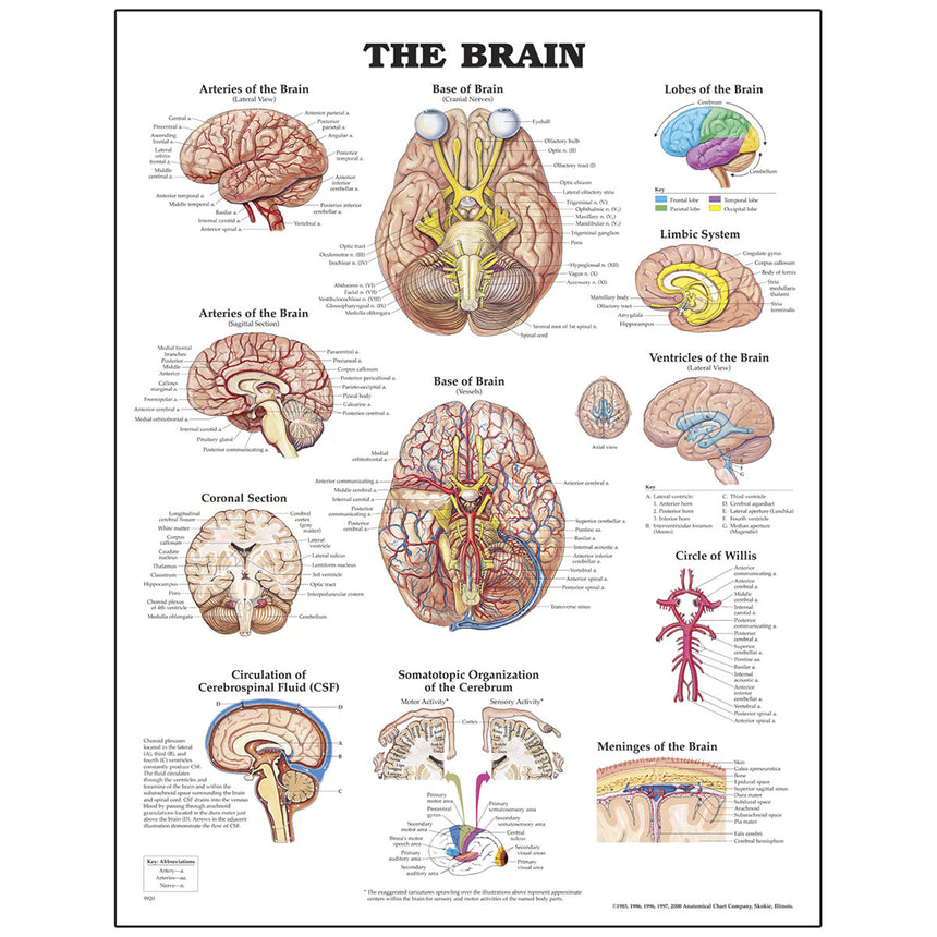 Peter Bachin Anatomical Organ/Structures Chart Series