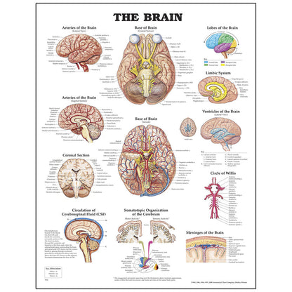 Peter Bachin Anatomical Organ/Structures Chart Series