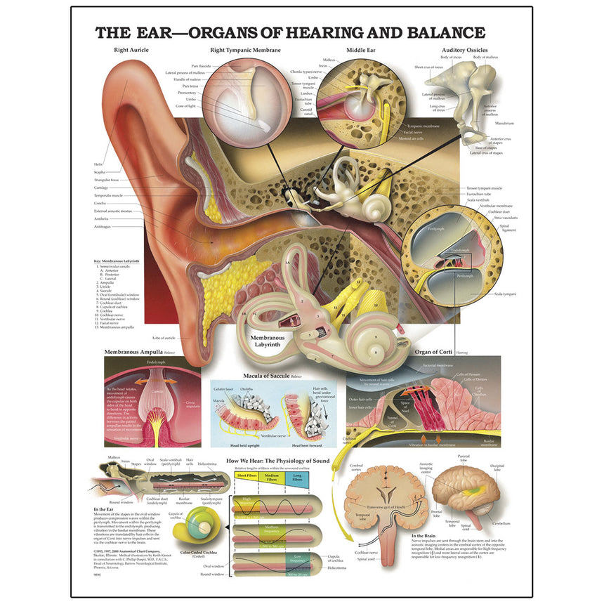 Peter Bachin Anatomical Organ/Structures Chart Series