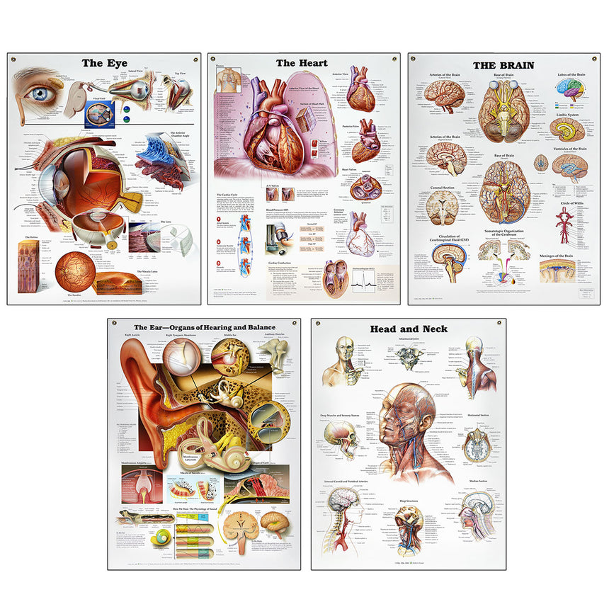 Peter Bachin Anatomical Organ/Structures Chart Series