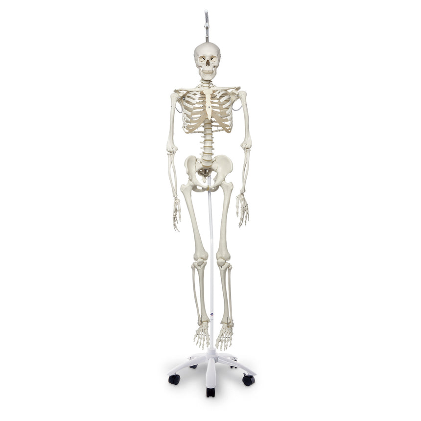 Physiological Skeleton with Hanging Roller Stand - 73-1/4 in.