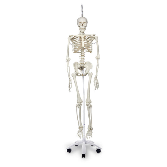 Physiological Skeleton with Hanging Roller Stand - 73-1/4 in.