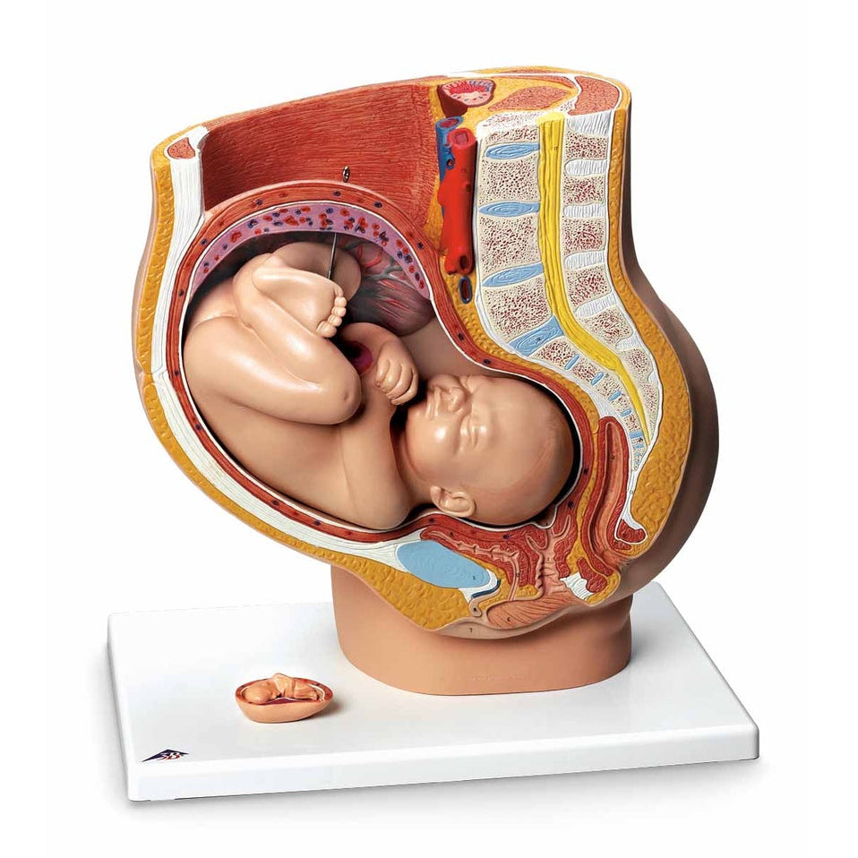  Nasco Healthcare-Pregnant Woman Model-MedTech-1