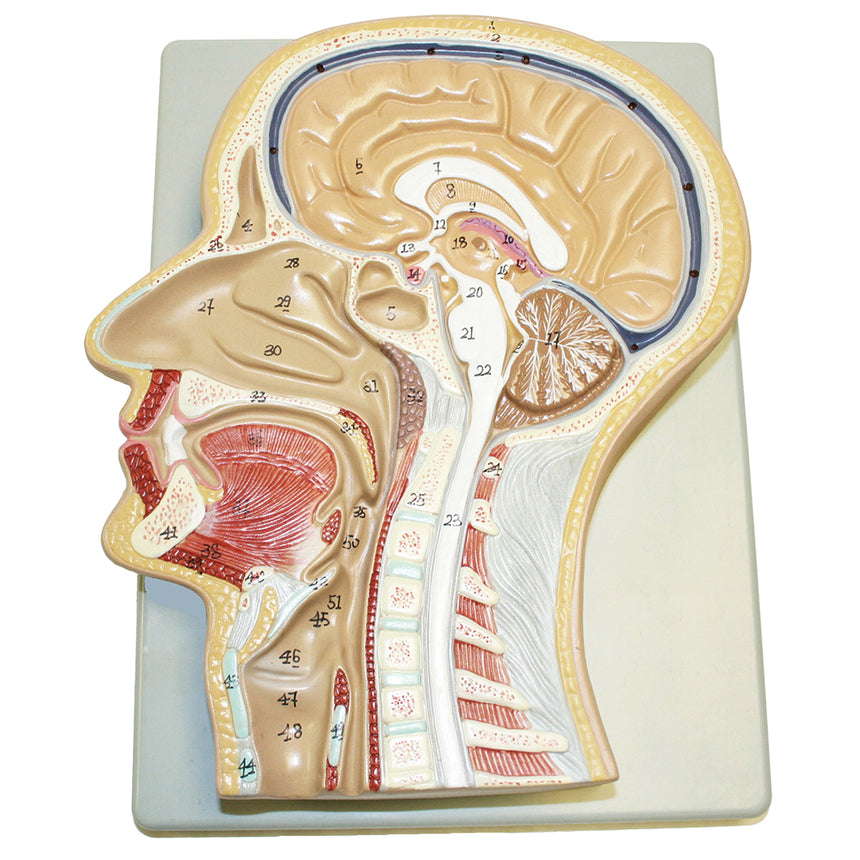 Sagittal Section of Head Model - 12 in. x 8 in. x 3 in.