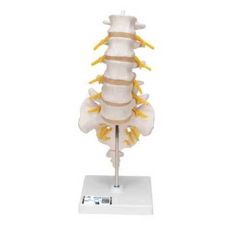 Shoulder joint w/ rotator cuff