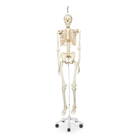 Stan the Standard Skeleton 5 ft. 6 in. 170 cm - Includes 5-Arm Hanging Roller Stand 73-1/4 in