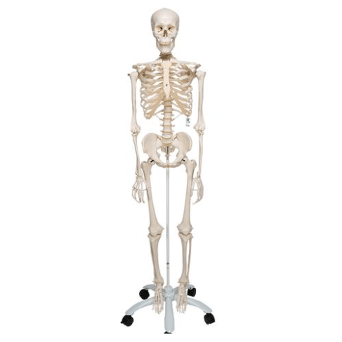 Stan the Standard Skeleton w/ Pelvic mounted rollerstand