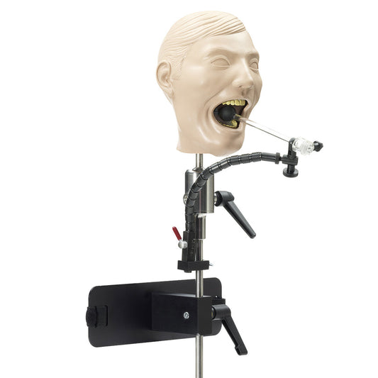 X-Ray Dental Manikin